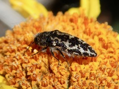 Acmaeodera acuta