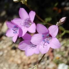 Saltugilia splendens