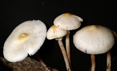 Chlorophyllum hortense