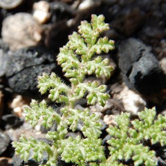 Saltugilia splendens