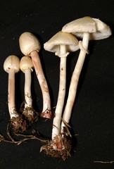 Chlorophyllum hortense