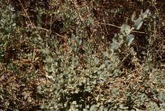 Atriplex atacamensis