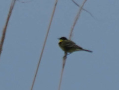 Motacilla flava