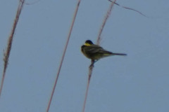 Motacilla flava