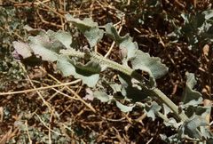 Atriplex atacamensis