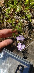 Phacelia glabra
