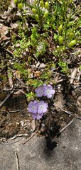 Phacelia glabra