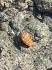 Calcinus californiensis