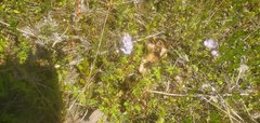 Phacelia glabra