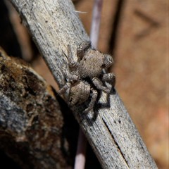 Habronattus coecatus