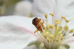 Hoplocampa