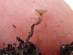 Moellerodiscus capillipes