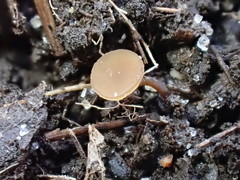 Moellerodiscus capillipes