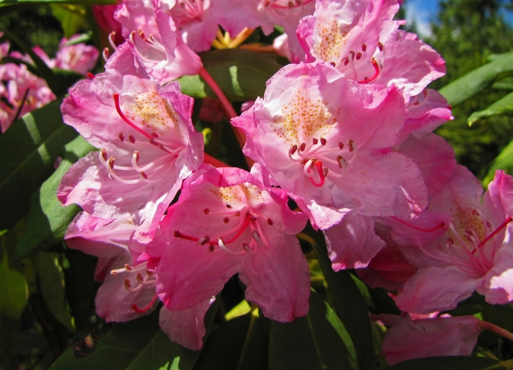 rhododendrons and azaleas