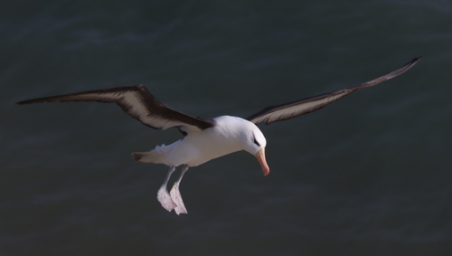 Albatros ojeroso (Thalassarche melanophris)