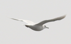 Larus