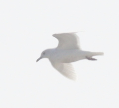 Larus