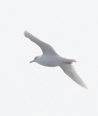 Larus
