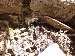 Cardiophorus biguttatus