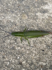 Opshomala viridis