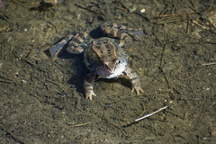 Rana temporaria
