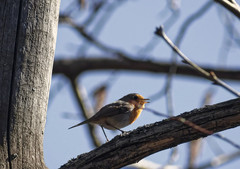 Erithacus rubecula