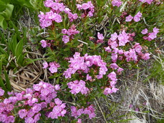 Kalmia