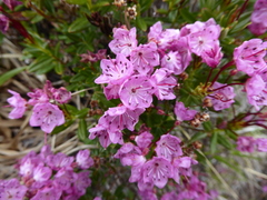 Kalmia
