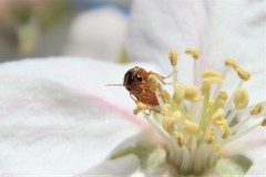 Hoplocampa