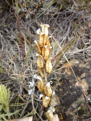Castilleja thompsonii