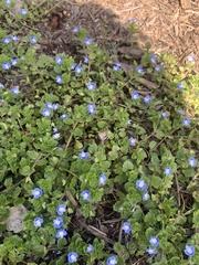 Veronica persica