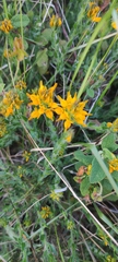 Genista tournefortii