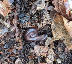 Cylindroiulus londinensis