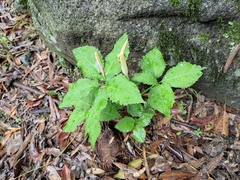 Arisaema bockii