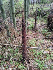 Phyllostachys edulis