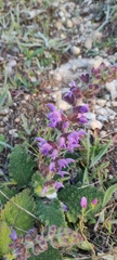 Salvia sclareoides