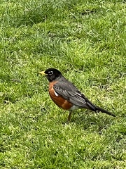 Turdus migratorius