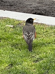 Turdus migratorius