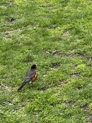 Turdus migratorius