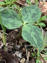 Trillium viridescens