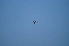 Chroicocephalus ridibundus