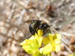 Andrena carlini