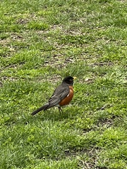 Turdus migratorius