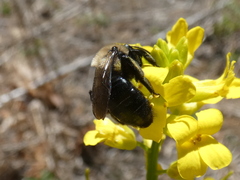 Andrena carlini