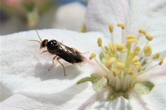 Hoplocampa