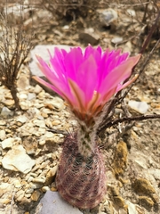 Echinocereus armatus