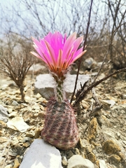Echinocereus armatus