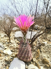 Echinocereus armatus