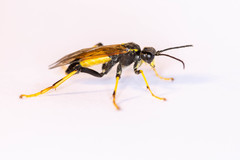 Tenthredo diana