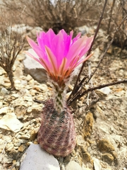 Echinocereus armatus